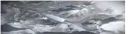 a black and white photo of a painting with a lot of bubbles coming out of it .