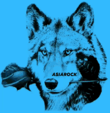 Asiarock Colors GIF - Asiarock Colors Wolf GIFs
