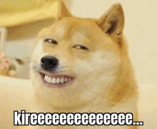 Kire Doge Kire GIF - Kire Doge Kire Doge Teeth GIFs