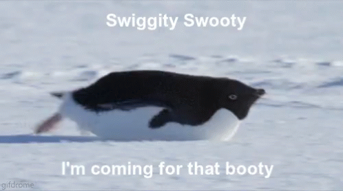 Funny Penguin GIF - Funny Penguin Im Coming - Discover & Share GIFs