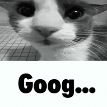 a black and white photo of a cat and the word goog below it