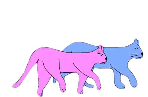 Gatos Bejo Sticker - Gatos Bejo Como Los Gatos Stickers