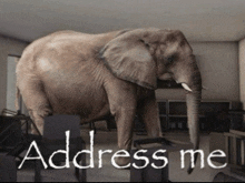 a large elephant is standing in a living room with the words address me above it