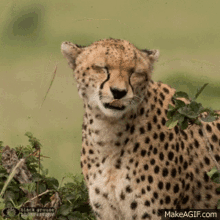 Unimpressed Cheetah GIF - Unimpressed Cheetah GIFs