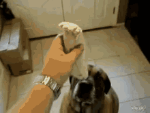 Dog Burrito GIF - Dog Burrito Dog Eating GIFs