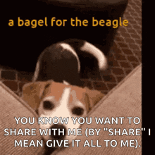 Beagle Dog GIF - Beagle Dog Puppies GIFs