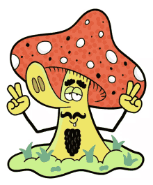 fungus mushroom
