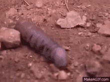 reverse cock worm crawling