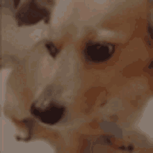 a close up of a person petting a small dog .