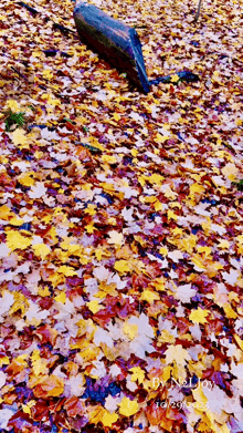 Lovely Fall Leaves GIF - Lovely Fall Leaves GIFs