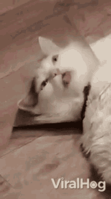 cat viralhog pet cute tongue out