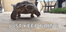 Normal Day Lame GIF - Normal Day Lame Tortoise GIFs