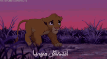 اندهاش سيمبا الاسد الملك الغابة خضة مفاجأة GIF - Simba Lion King Scar GIFs