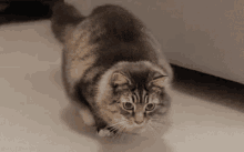 Loops GIF - Cat Shake Getting Ready GIFs
