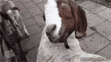 Goat Roll GIF - Goat Roll Eye GIFs