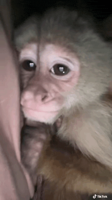 a close up of a monkey with a tiktok watermark on the bottom right