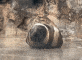 a seal with a black and white stripe on its fur