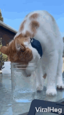 Trying To Drink Water Viralhog GIF