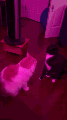Tan Cat Tan Cat Fight GIF - Tan Cat Tan Cat Fight Mr Spooks GIFs