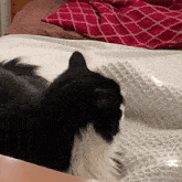 Lucy Cat GIF - Lucy Cat Confused GIFs