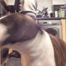banksy english bull terrier dog pet shaking