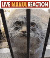 a cat behind bars with a sign that says " live manul reaction "