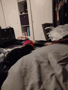 Dog Bed GIF - Dog Bed Pet GIFs