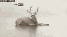 Oh Shit Deer GIF - Oh Shit Deer Falling GIFs
