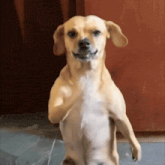 a dog standing on its hind legs with its paws up