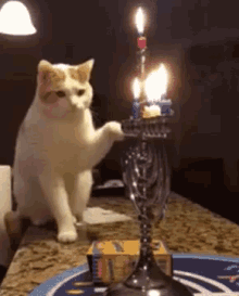 Cat Putting GIF - Cat Putting Fire Off GIFs