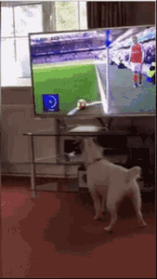 Dog Watching GIF