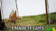 a chicken is behind a chain link fence with the words i made it guys below it