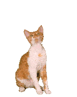 a cat is standing on its hind legs with its paws up in the air