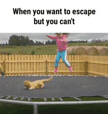 Cat Escape GIF - Cat Escape No Escape GIFs