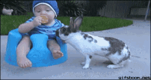 Bunny Stealing From Baby GIF - Bunny GIFs