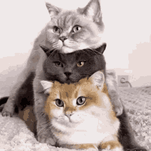 Joinhive Cats GIF