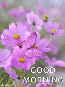 good morning flowers butterfly purple
