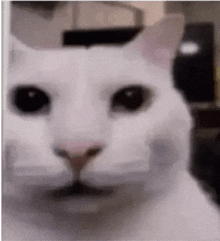 GIF de Cat Stare | Tenor