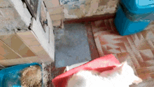 a white cat laying on a red blanket next to a blue trash can