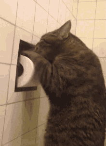 Cat Kitty GIF - Cat Kitty Toilet GIFs