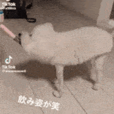 Dog Drinking GIF - Dog Drinking Goober GIFs