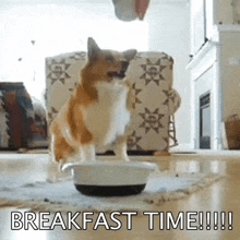 Dog Breakfasttime GIF - Dog Breakfasttime Excited GIFs