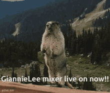 Gianneelee Mixer Live On Now Scream GIF - Gianneelee Mixer Live On Now Scream Nature GIFs