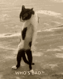 Dancing Cat GIF - Dancing Cat Whos Bad GIFs