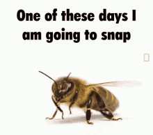 Bee Caption GIF - Bee Caption Meme GIFs