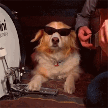 nice dog playing drum wearing shades cool