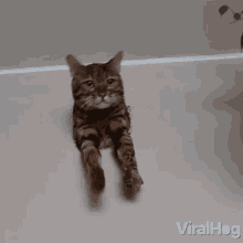 Hiding Viralhog GIF - Hiding Viralhog Cat GIFs
