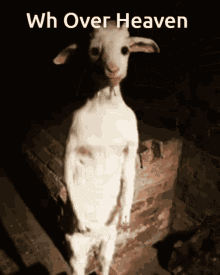 Wh Over Heaven GIF - Wh Over Heaven Goat Standing GIFs
