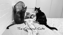 two cats sitting on a bed with the words the criminal cats