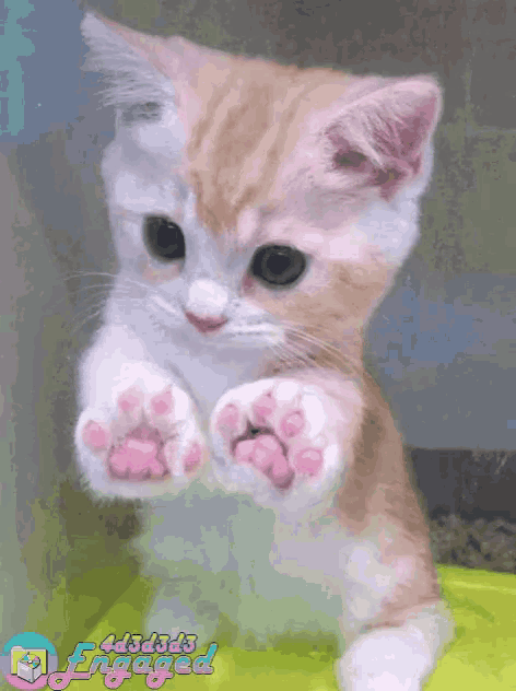 4d3d3d3engaged Toe Beans GIF 4d3d3d3engaged Toe Beans Kitten Discover Share GIFs